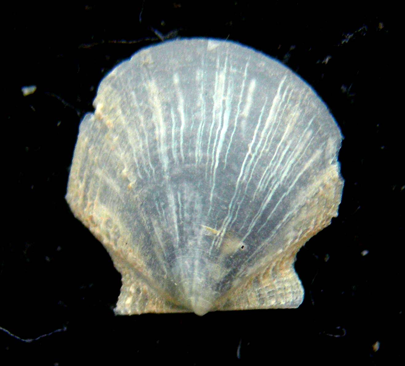 pectinidae